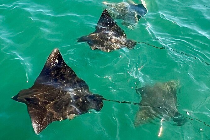 Morning Turtle Town Snorkel at Coral Gardens - What Makes Coral Gardens Special?