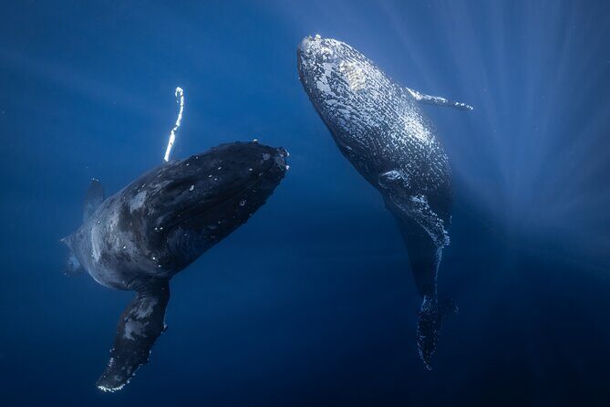 Morning Whale Watching Tour in Maui with Continental Breakfast - The Value of the Experience  