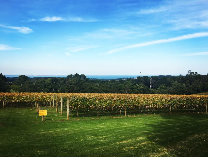 Mornington Peninsula Scenic Bus Tour With Chairlift & Lunch - Tour Highlights