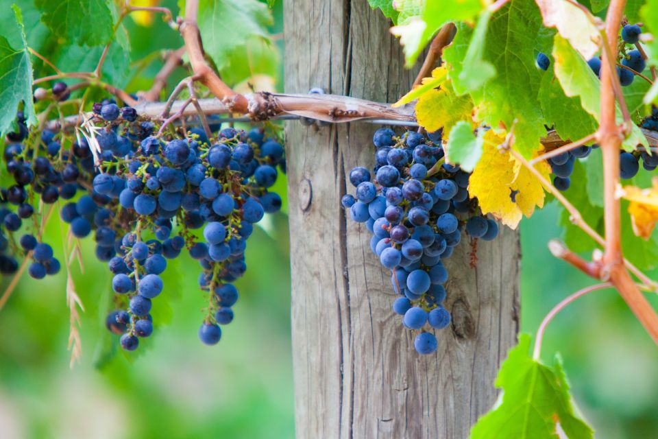 Mornington Peninsula Scenic Bus Tour With Chairlift & Lunch - Customer Reviews