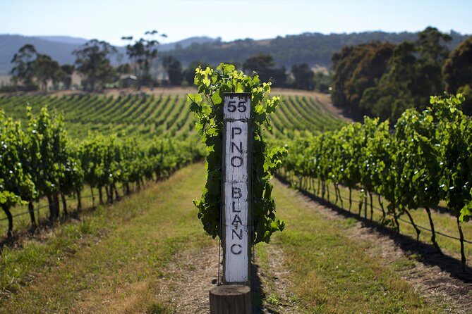 Mornington Peninsula Small Group Rare Hare or Merricks Wine Store - Why This Tour Stands Out