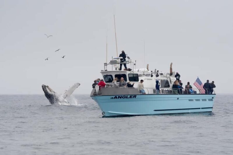 Morro Bay: Whale Watching Adventure - The Experience: Why It Matters