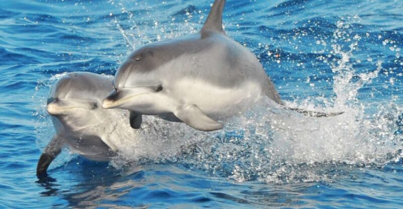 Morro Jable: Dolphin & Whale Watching Cruise, Drinks & Swim - Booking and Cancellation Policy