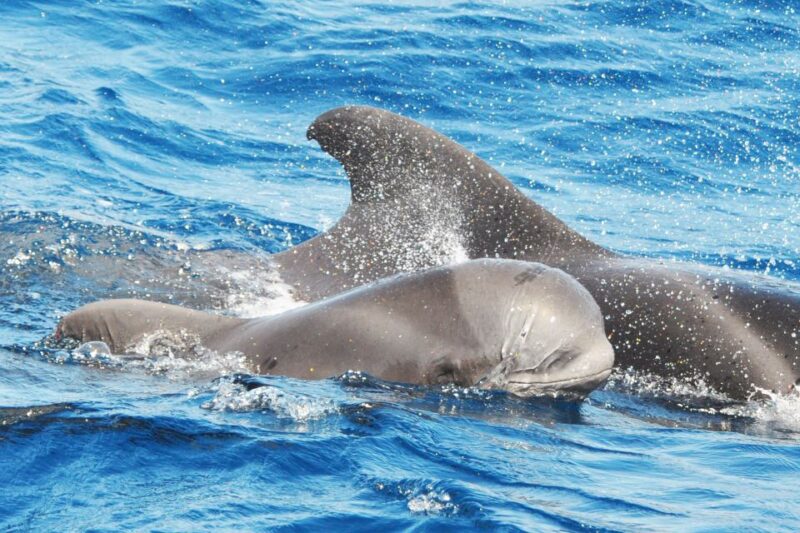 Morro Jable: Dolphin & Whale Watching Cruise, Drinks & Swim - Highlights of the Excursion