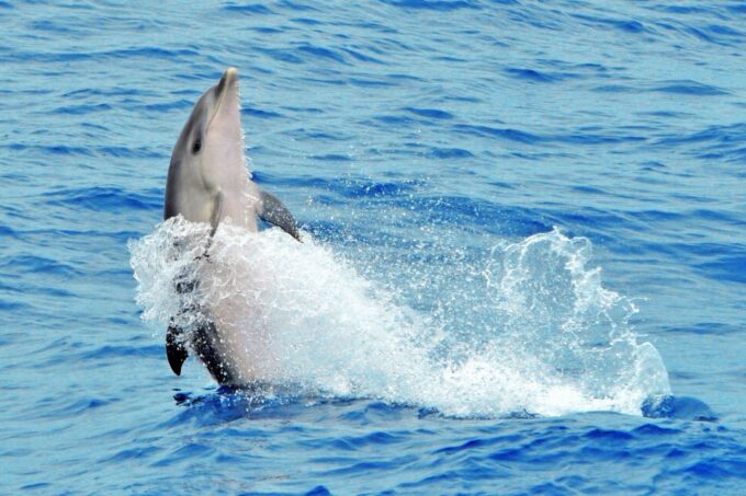 Morro Jable: Dolphin & Whale Watching Cruise, Drinks & Swim - Conservation and Environmental Efforts