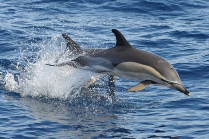 Morro Jable: Dolphin & Whale Watching Cruise, Drinks & Swim - What to Expect on the Cruise