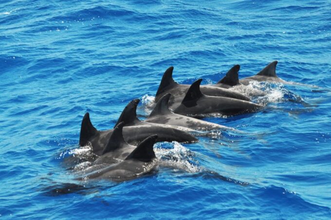 Morro Jable: Dolphin & Whale Watching Cruise, Drinks & Swim - Frequently Asked Questions