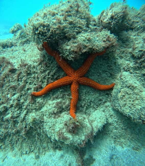 Morro Jable: Snorkeling Adventure - FAQ