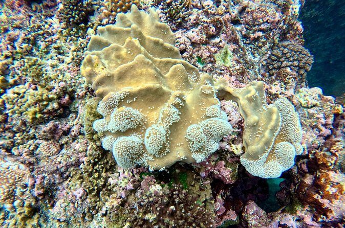 Moso Blue Cave Day Tour - FAQ: Your Questions About the Moso Blue Cave Day Tour