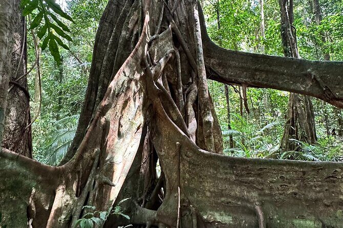 Mossman Gorge Daintree Experience Small Groups - What to Expect at Each Stop