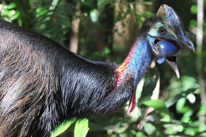 Mossman Gorge Daintree Experience Small Groups - Summary
