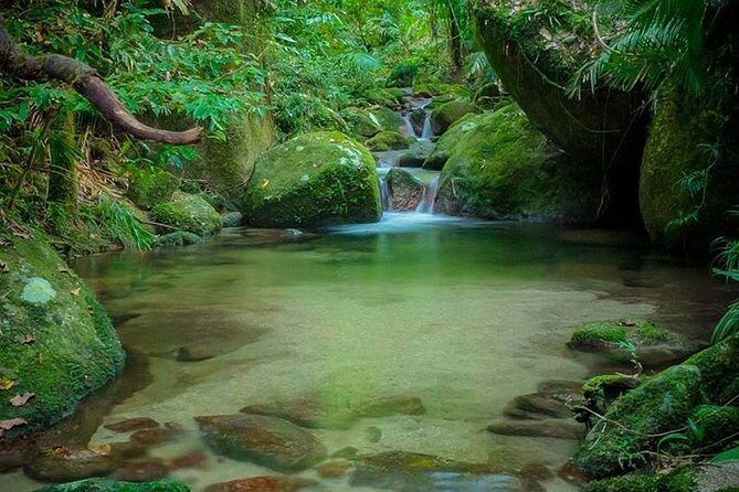 MOSSMAN GORGE TRANSFER between Port Douglas and Mossman Gorge (return) - The Experience: What to Expect from the Port Douglas to Mossman Gorge Transfer