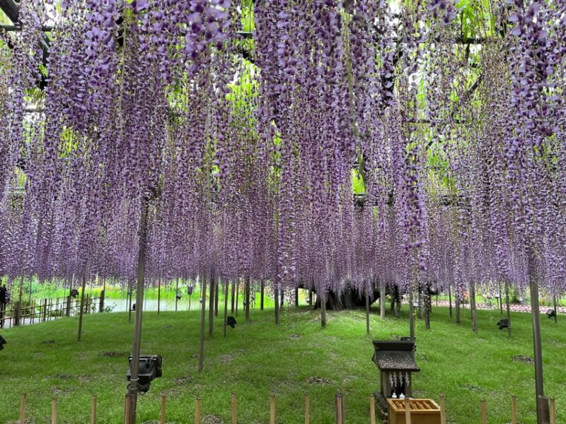 Most Beautiful Great Wisteria in the World - Ashikaga Flower Park Overview