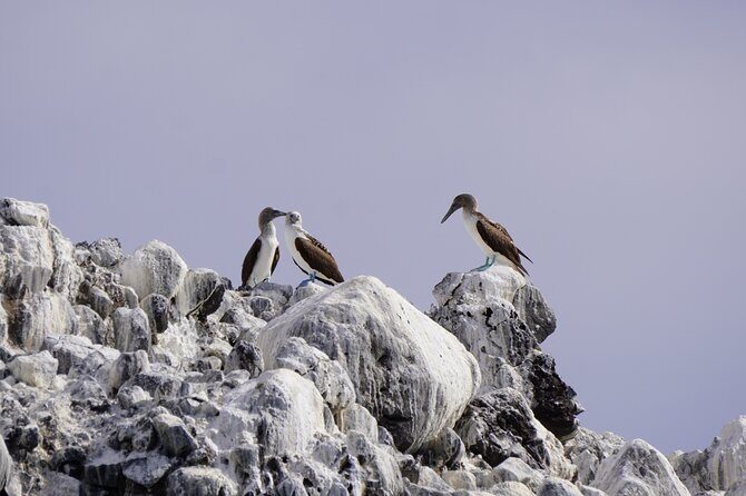 Most Popular Tour in La Paz Isla Espíritu Santo and Sea Lions - An In-Depth Look at the Experience