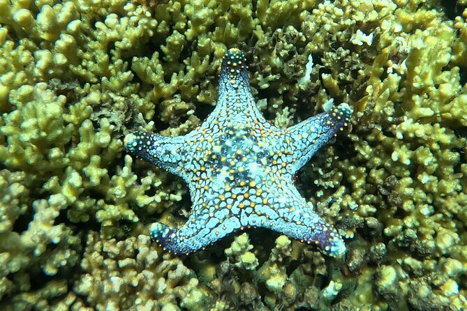 Most Popular Tour in La Paz Isla Espíritu Santo and Sea Lions - FAQs