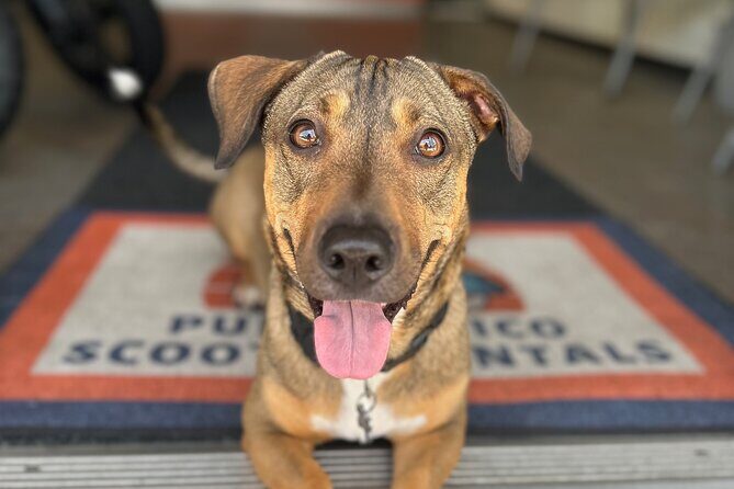 Motor Scooter Rentals on the Coast of San Juan - The Sum Up: Is It Worth It?