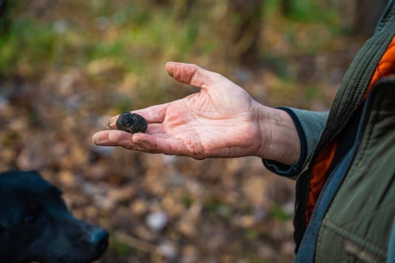 Motovun: Truffle Hunt & 3-Course Brunch with Locals - Final Thoughts: Who Will Love This Tour?