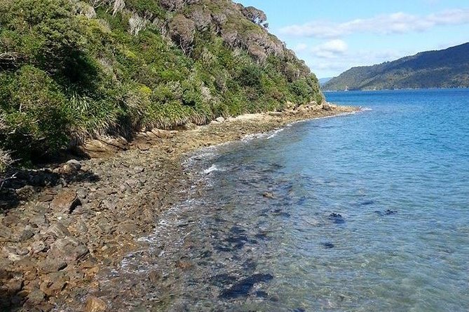 Motuara Island Bird Sanctuary and Ship Cove Cruise From Picton - What to Bring on the Cruise