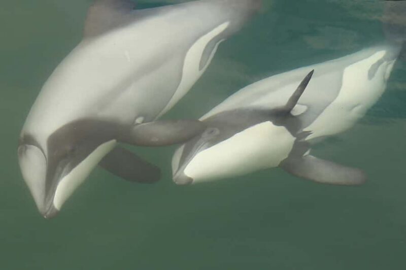 Motuara Island Sanctuary: Wildlife & Dolphin Watching Tour - Introduction: A Well-Rounded Wildlife Adventure