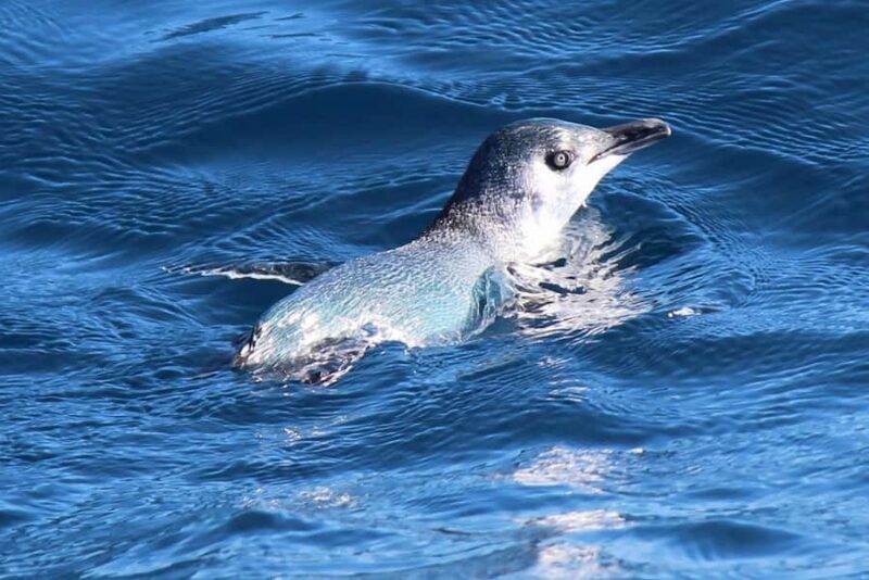 Motuara Island Sanctuary: Wildlife & Dolphin Watching Tour - Who Is This Tour Best For?