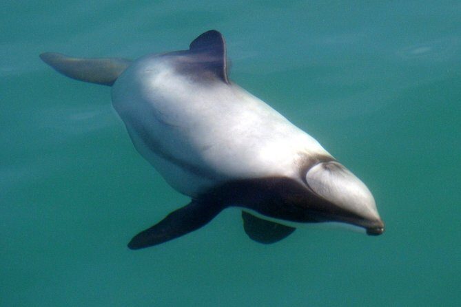 Motuara Wildlife Sanctuary Tour and Dolphin Cruise from Picton - FAQs