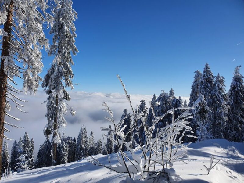 Mount Arber: Snowshoeing in the Bavarian Forest Guided Tour - Value and Practicalities
