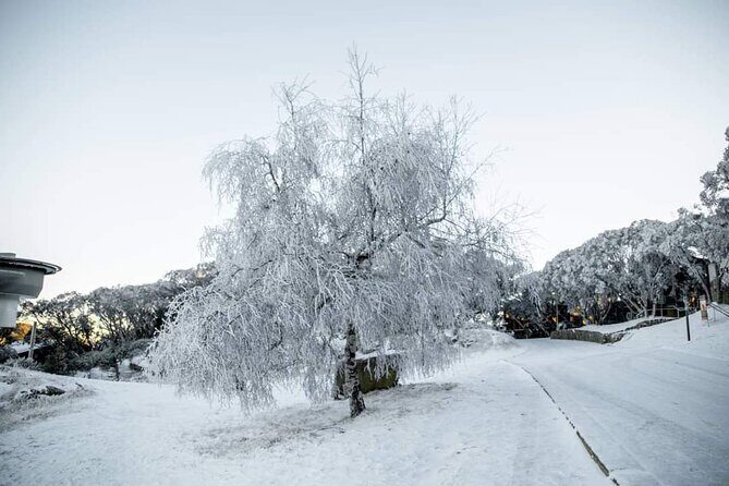 Mount Buller 1 Day Guided Tour - Starting the Day: Early Departure and Scenic Breaks