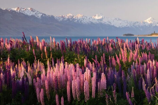 Mount Cook & Lake Tekapo Day Trip from Christchurch - FAQ