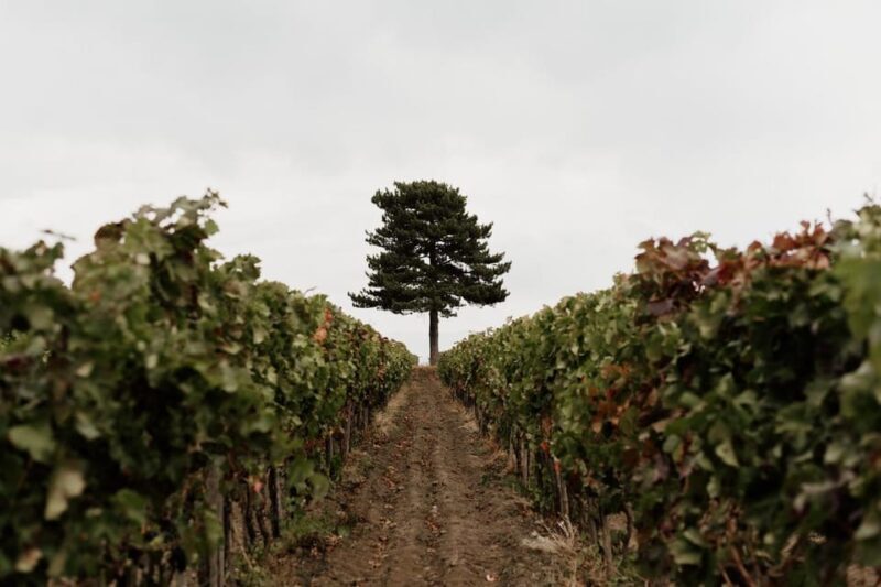 Mount Etna: Summit Craters Tour and Wine Tasting - The Overall Value