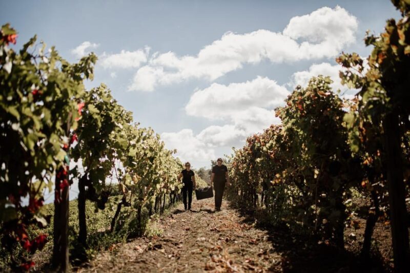 Mount Etna: Summit Craters Tour and Wine Tasting - Who Should Consider This Tour?