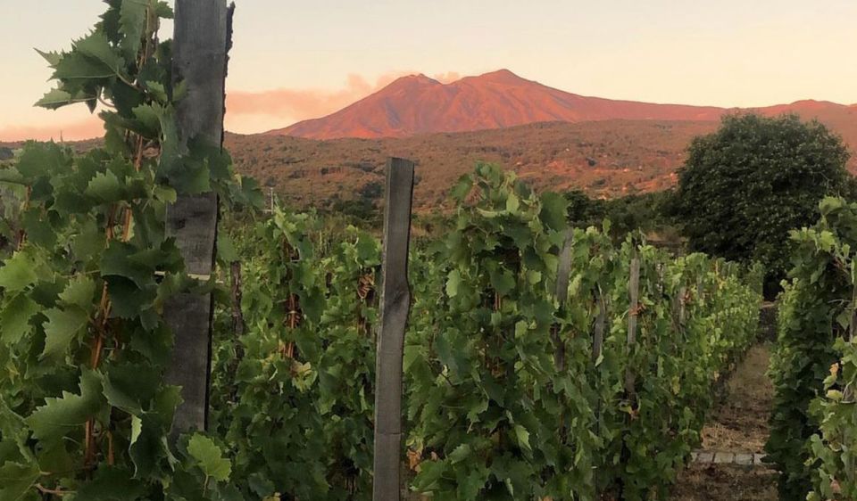 Mount Etna: Tasting and Winery Tour - Highlights of the Tour