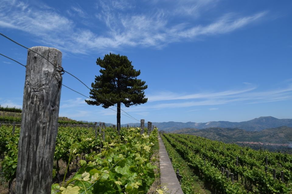 Mount Etna: Winery Tour and Tasting - Key Points