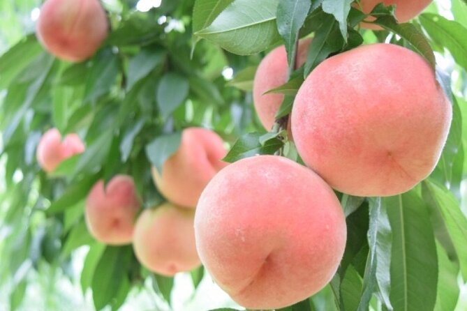 Mount Fuji, Mount Fuji Panoramic Ropeway & Seasonal Fruits Picking - Meeting and Pickup