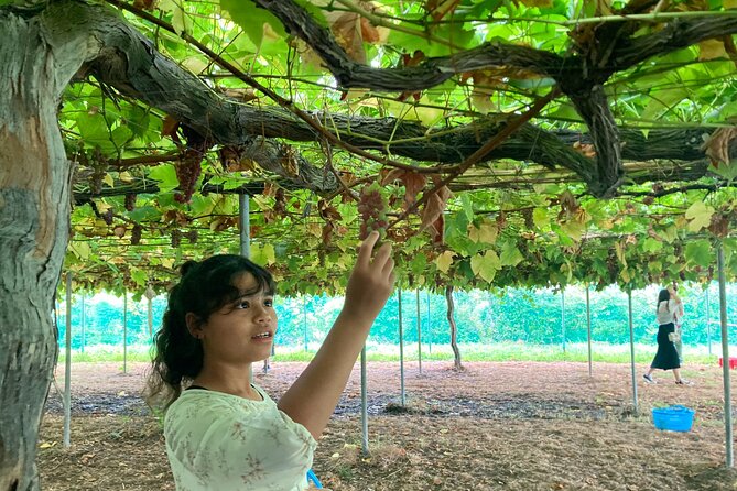 Mount Fuji, Mount Fuji Panoramic Ropeway & Seasonal Fruits Picking - Additional Information