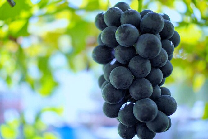 Mount Fuji, Mount Fuji Panoramic Ropeway & Seasonal Fruits Picking - Mt. Fuji Highlights