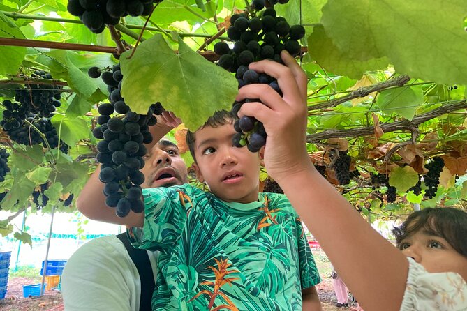 Mount Fuji, Mount Fuji Panoramic Ropeway & Seasonal Fruits Picking - Fruit Picking Experience