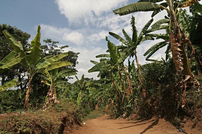 Mount Kilimanjaro Full-Day Hiking via Marangu Route - Good To Know
