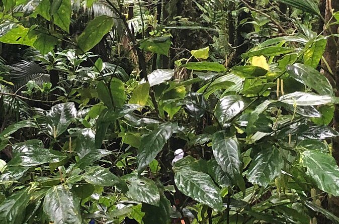 Mount Liamuiga Volcano Tours - Final Words