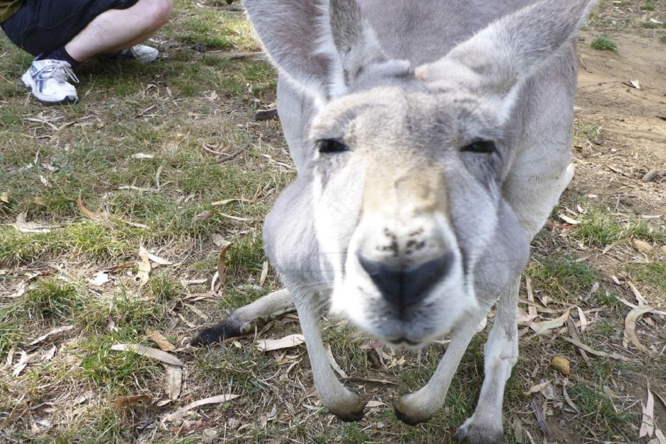 Mount Lofty Downhill Bike Tour & Cleland Wildlife Park Visit - Important Information