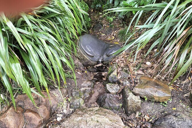 Mount Maunganui Hkoi Walking Tour - What’s Included and What to Bring