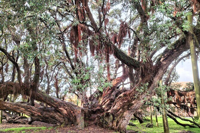 Mount Maunganui Hkoi Walking Tour - FAQ