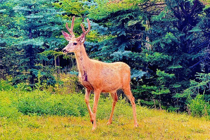 Mount Royal Hotel to Banff National Park Minivan Tour - A Detailed Look at the Tour Experience