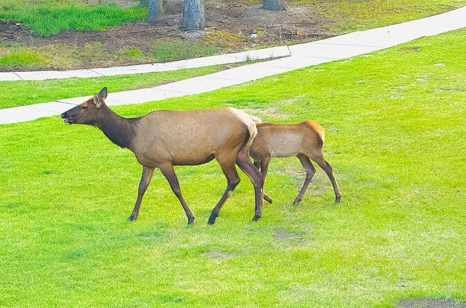 Mount Royal Hotel to Banff National Park Minivan Tour - Who Is This Tour Best For?