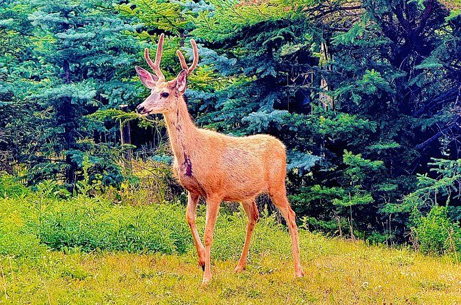 Mount Royal Hotel to Banff National Park Minivan Tour - The Sum Up