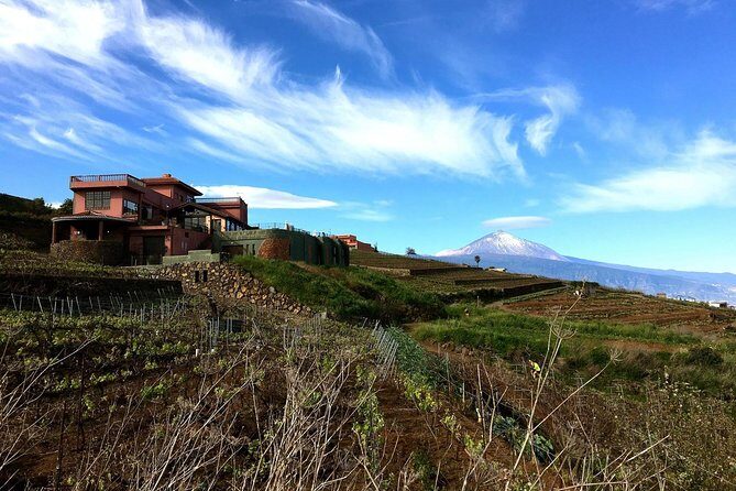 Mount Teide and Tenerife North with Food & Wine Tasting Private Tour - Practical Considerations