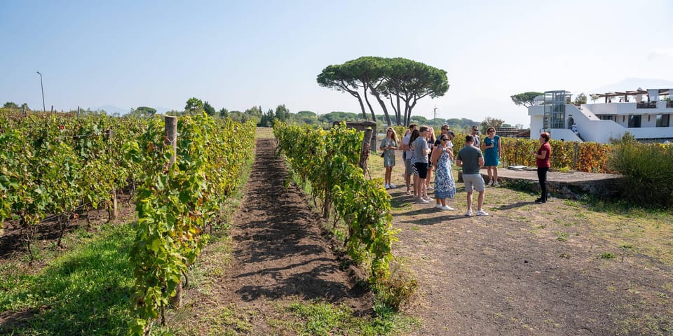 Mount Vesuvius: 5 Wine Tastings With Tour & Lunch Included - Customer Feedback and Ratings