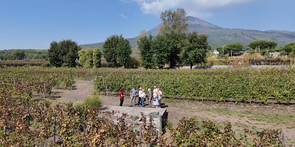 Mount Vesuvius: 5 Wine Tastings With Tour & Lunch Included - Ask Away