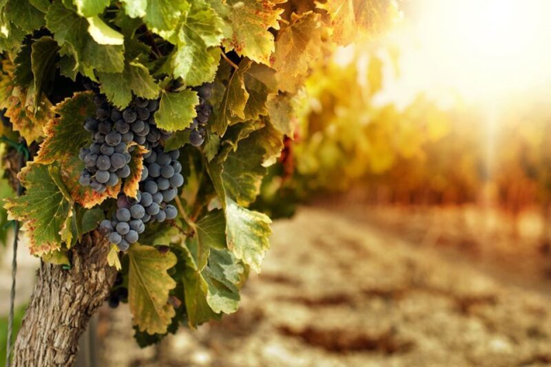 Mount Vesuvius Wine Tasting and Lunch from Pompeii - The Itinerary and What to Expect