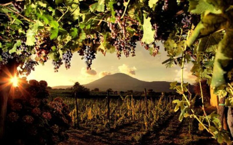 Mount Vesuvius Wine Tasting and Lunch from Pompeii - Who Will Love This Tour?