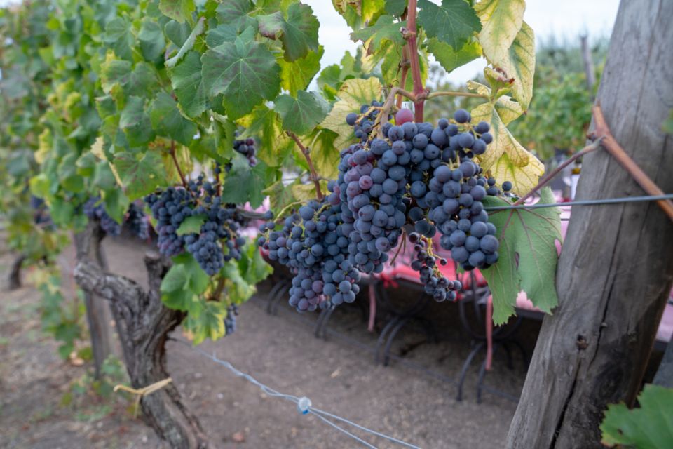 Mount Vesuvius: Wine Tasting Experience With Lunch Included - Vineyard Exploration